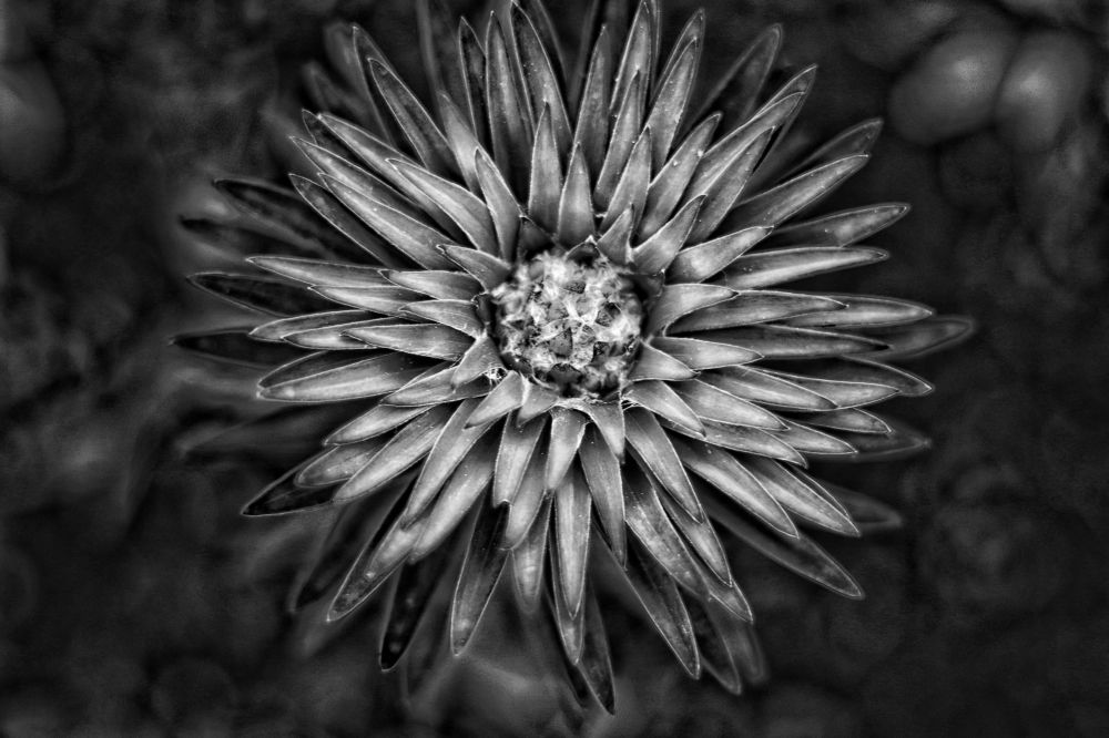 Photograph by Tatyana Semenova