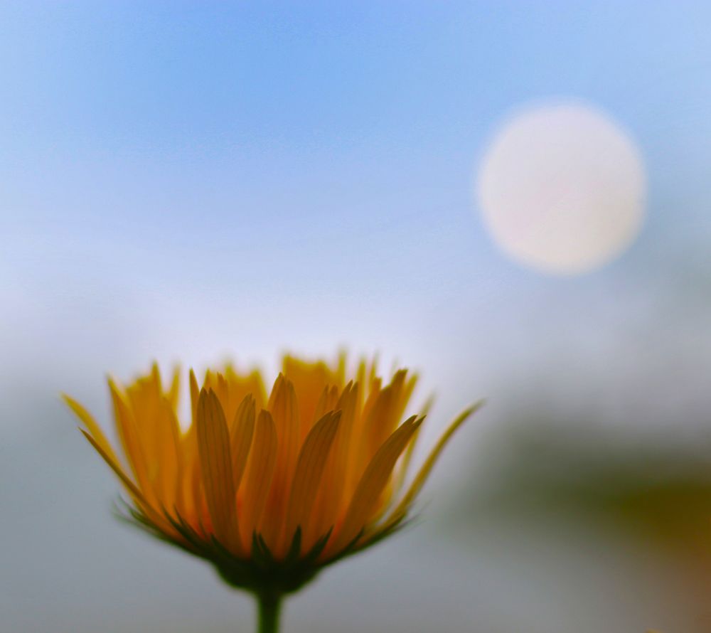 Цветочное полнолуние