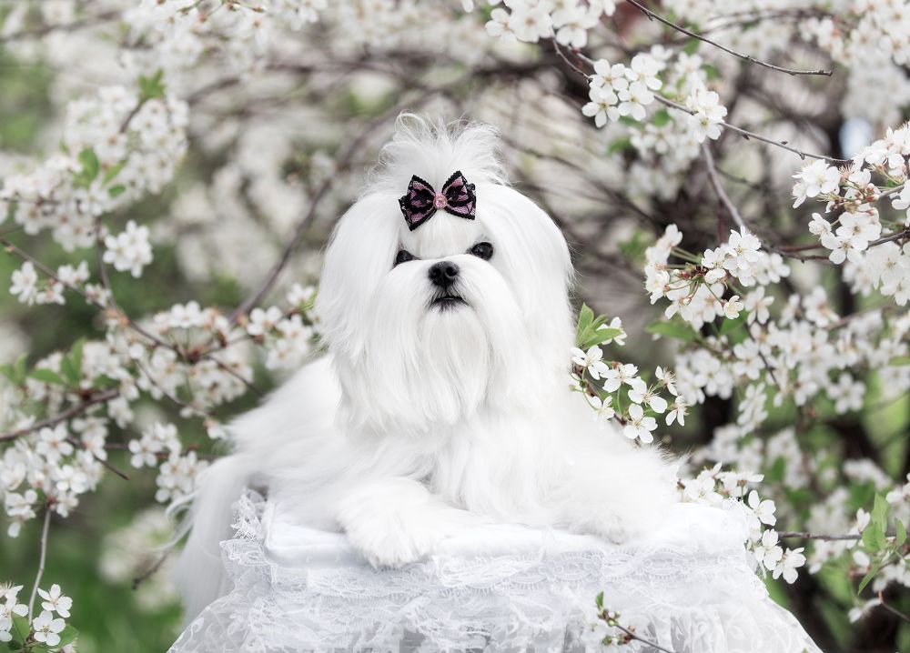 Photograph by Юлия Вербицкая