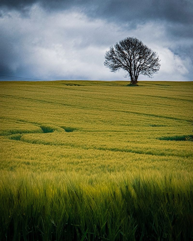 A tree of life, sort’of speak.