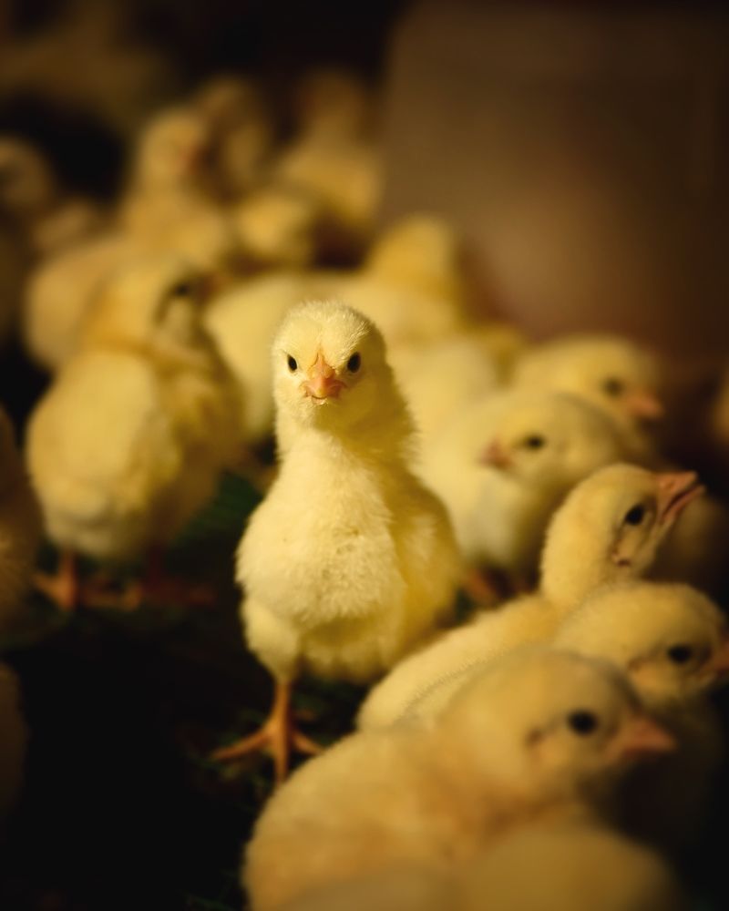 Photograph by Сергей Протасов