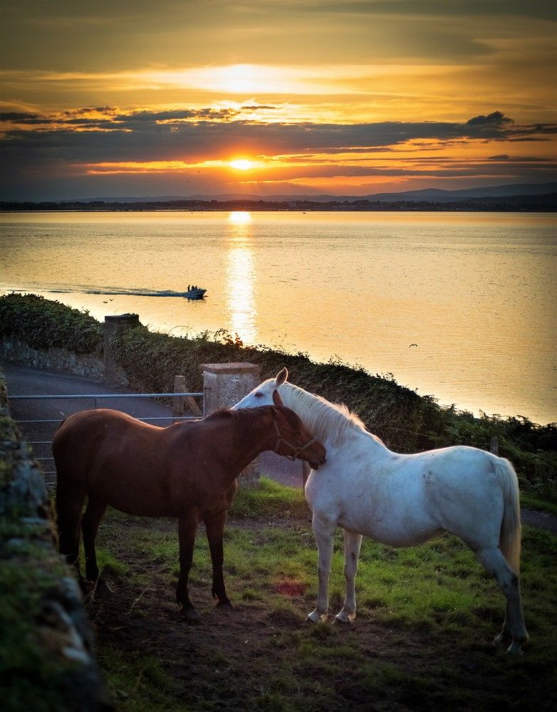 Horses at sunset touching
