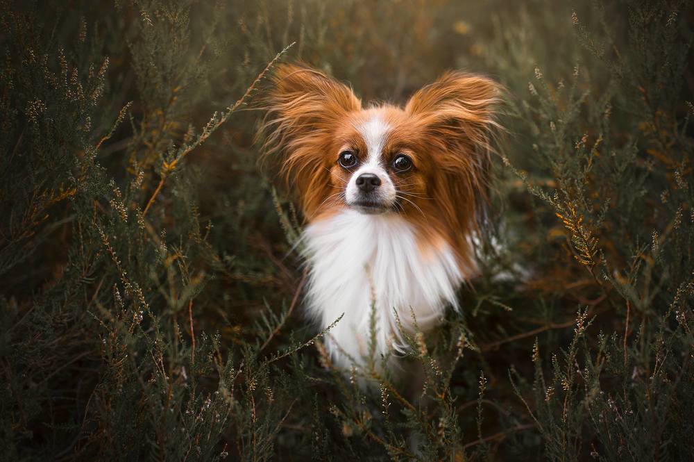 Photograph by Karina Saarestik