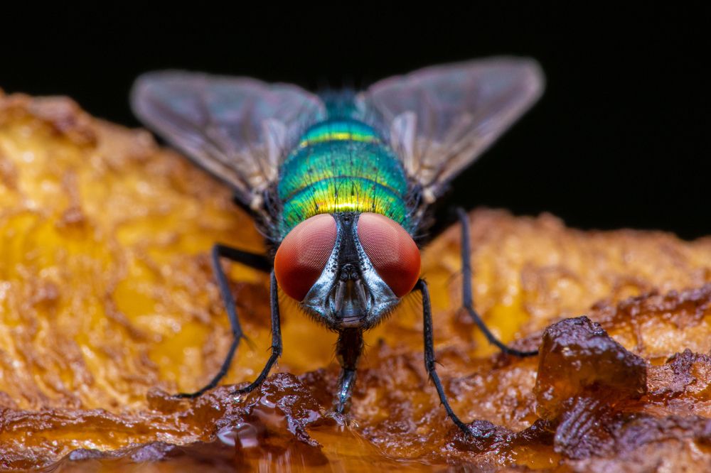 Photograph by Michael Mettier