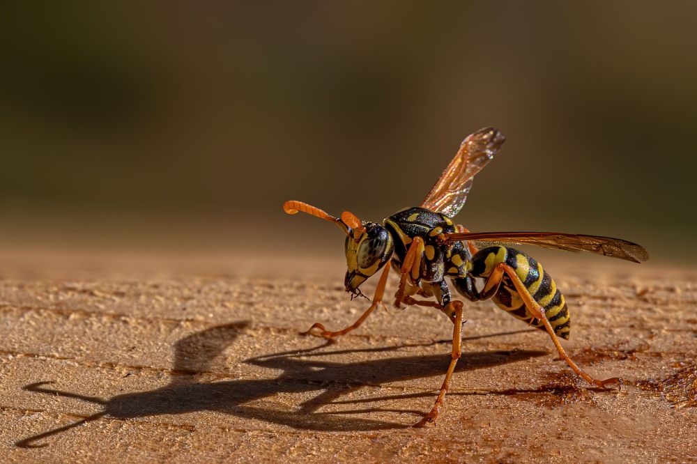 Photograph by Michael Mettier