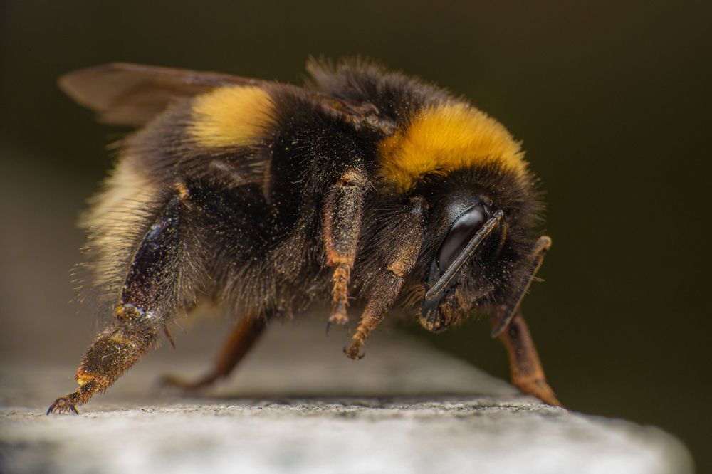 Photograph by Michael Mettier