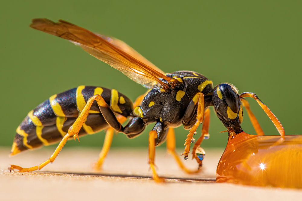 Photograph by Michael Mettier