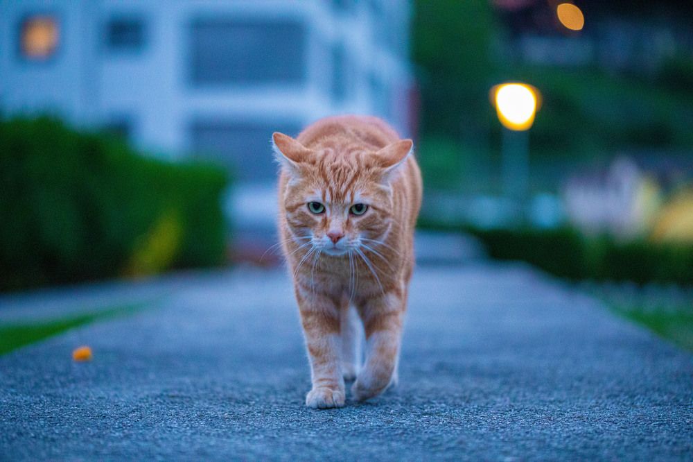 Photograph by Michael Mettier