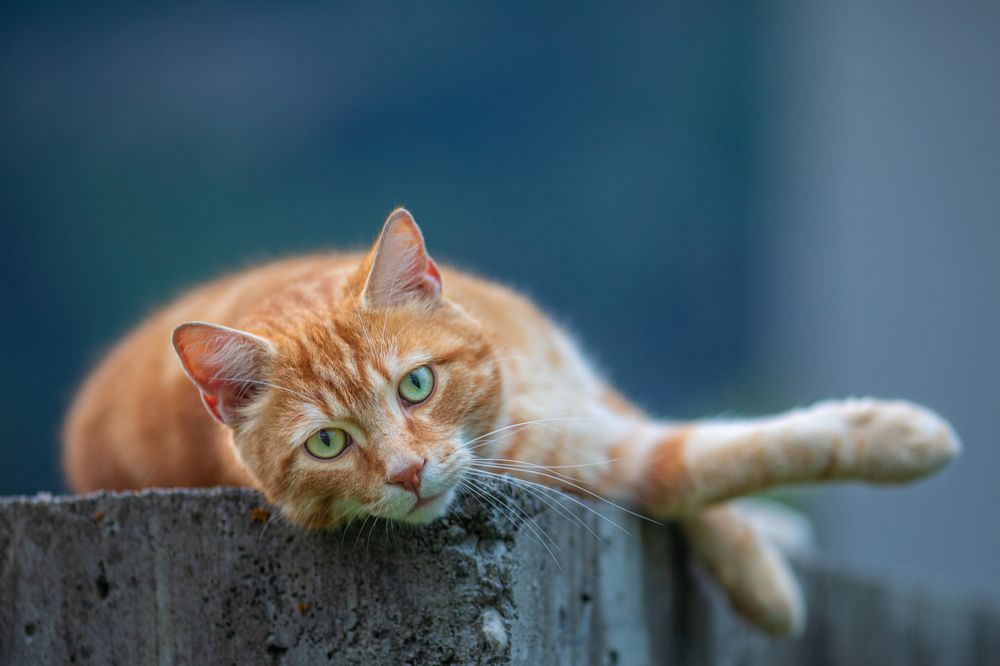 Photograph by Michael Mettier