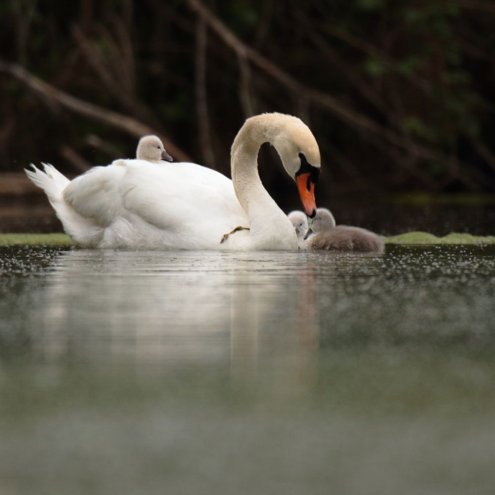 Photograph by Mike Temmerman