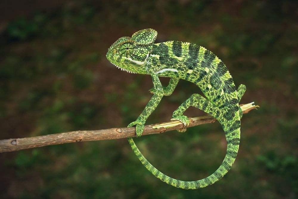 Фотография автора Sourav Mookherjee