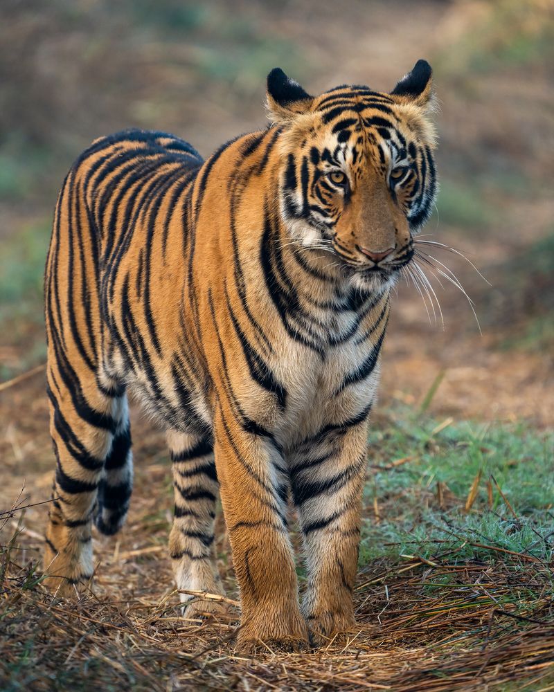 Photograph by Ayan Bhattacharya