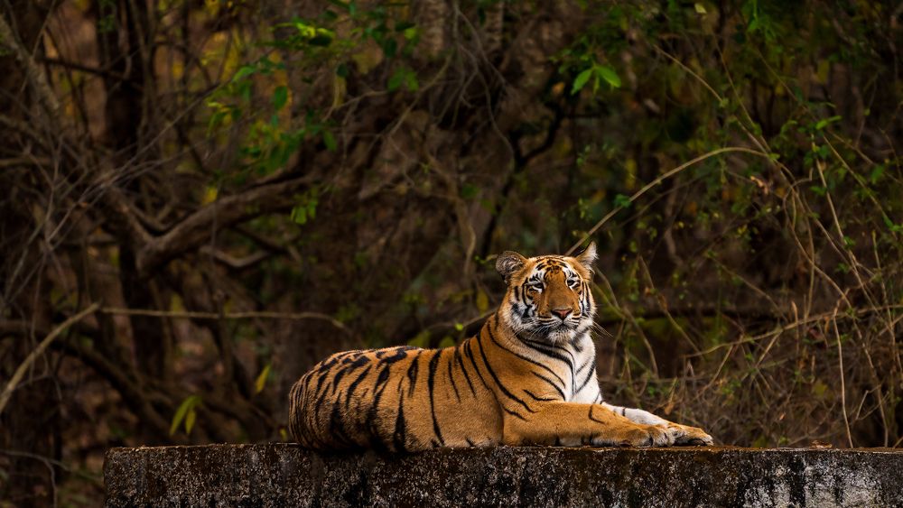 Photograph by Ayan Bhattacharya