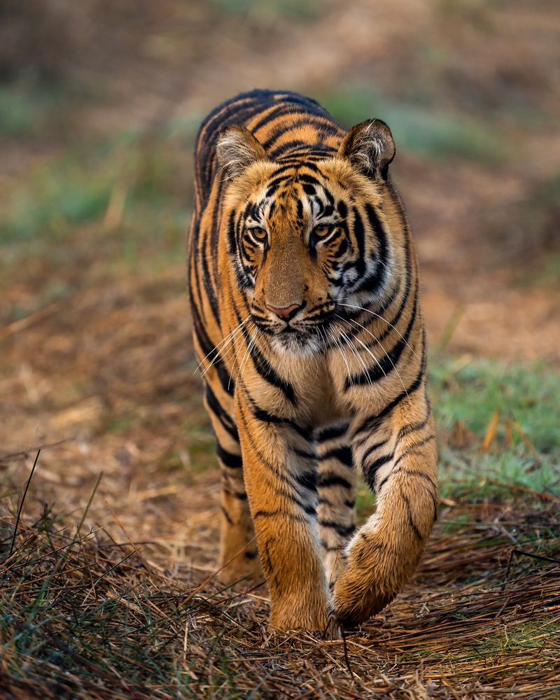 Photograph by Ayan Bhattacharya