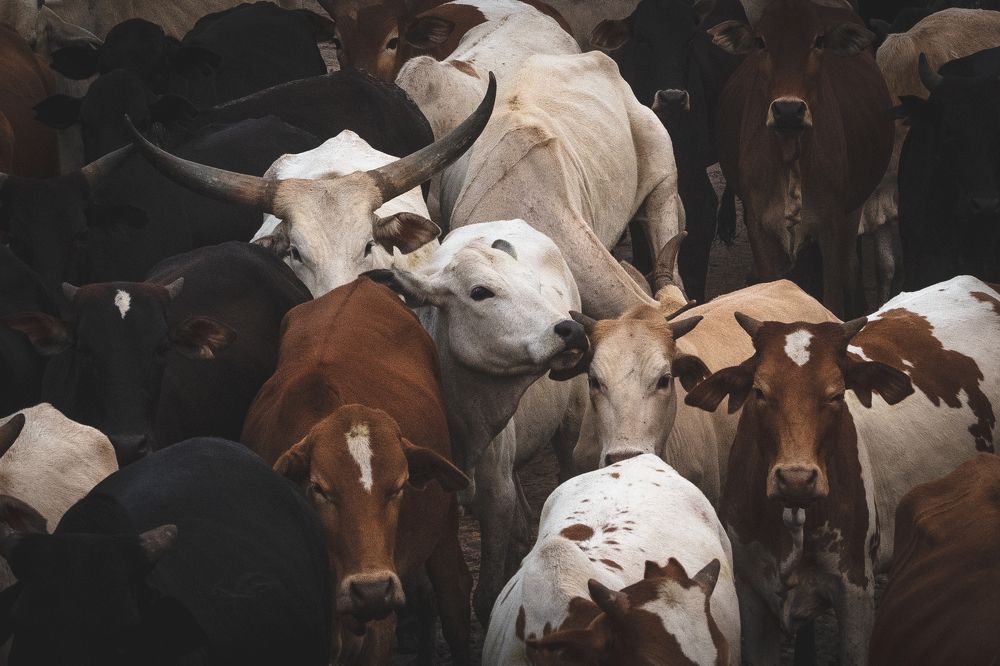 Photograph by Дмитрий Николаев