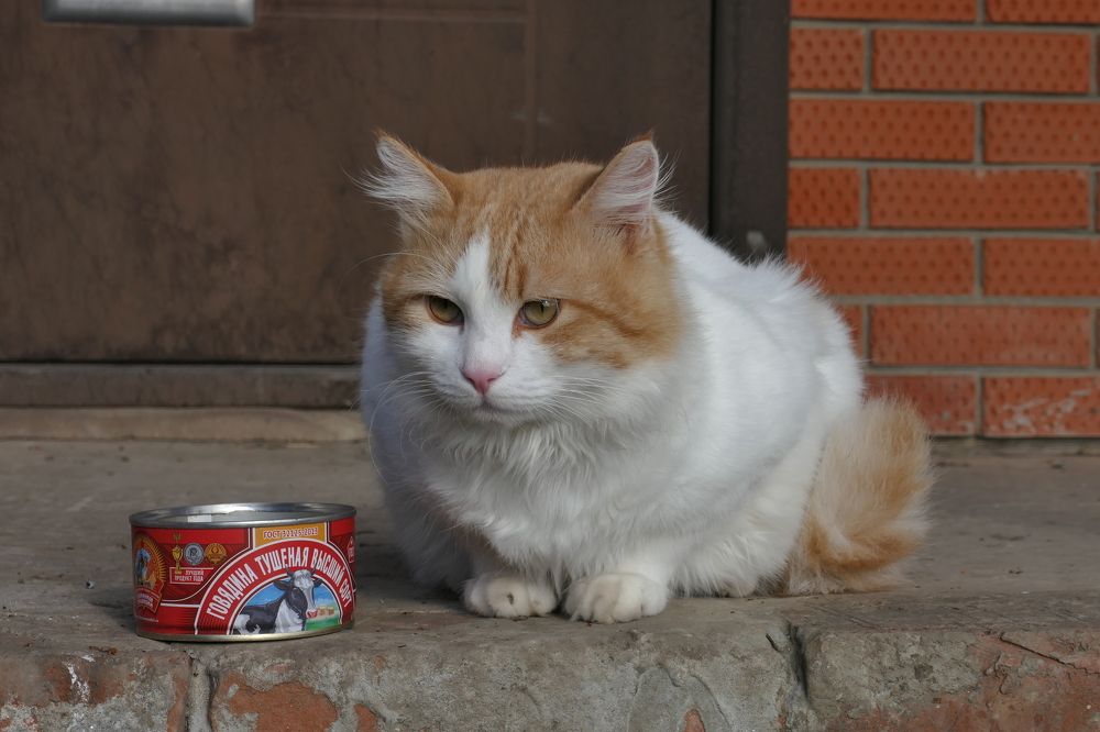 Photograph by Олег Рымаренко