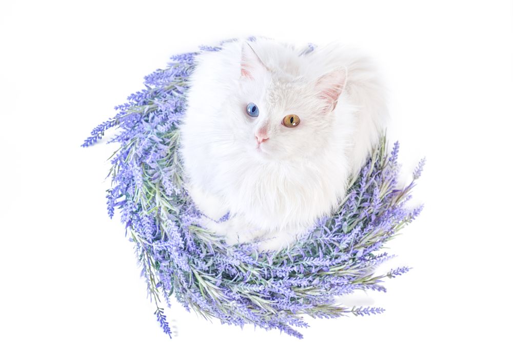 Фотография автора Гера Восьмая