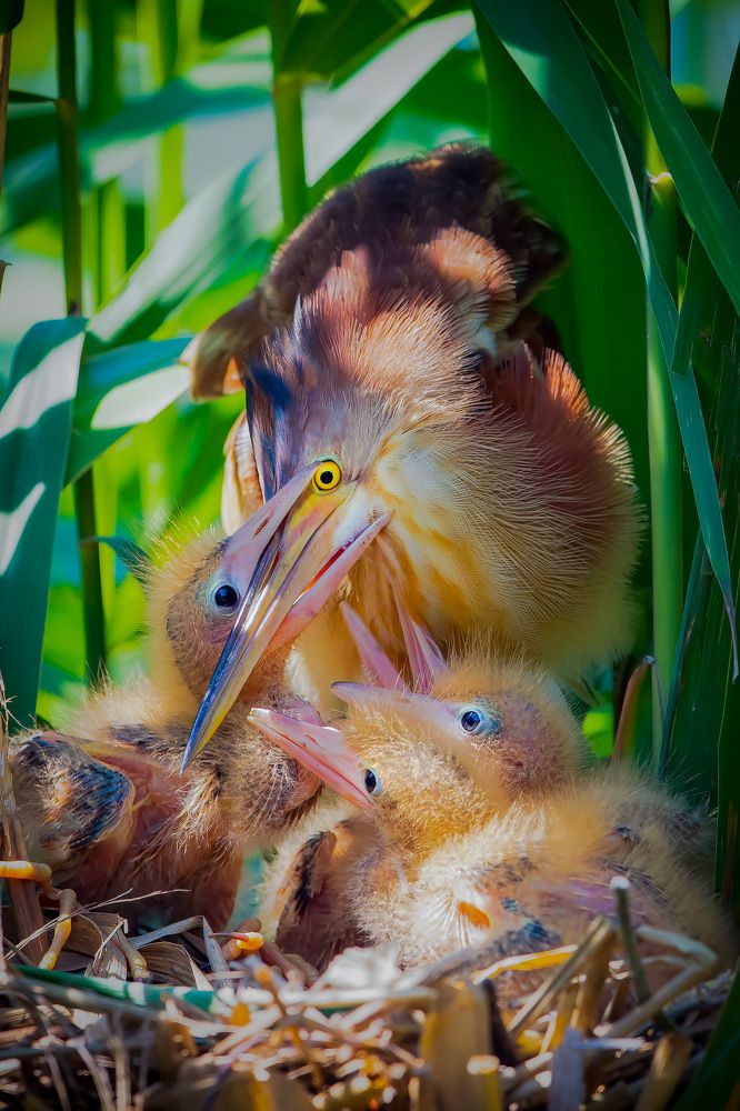 Photograph by Rin Võ