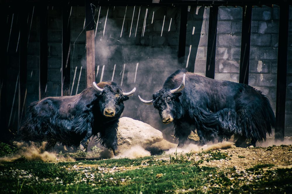 Photograph by DAMOUN POURNEMATI