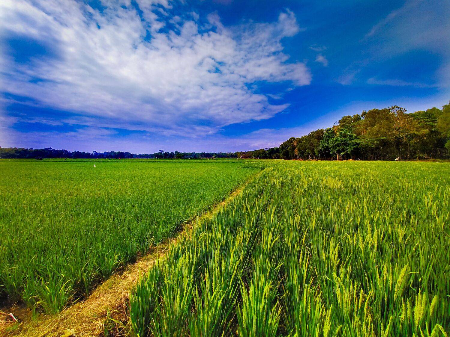 Green Field At Subang East Java