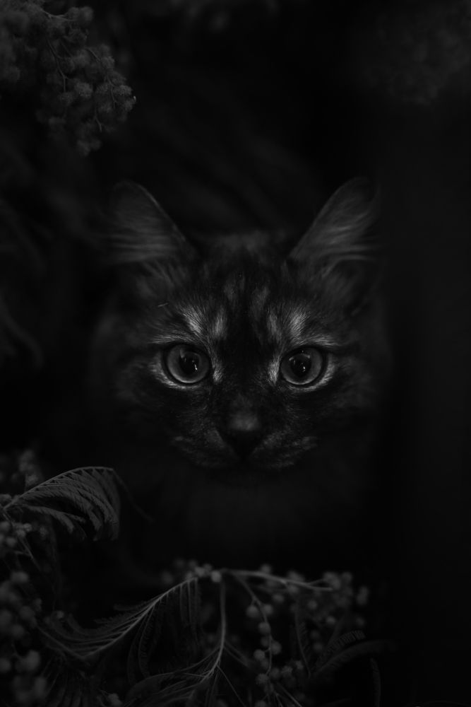 Фотография автора Ольга Келлер