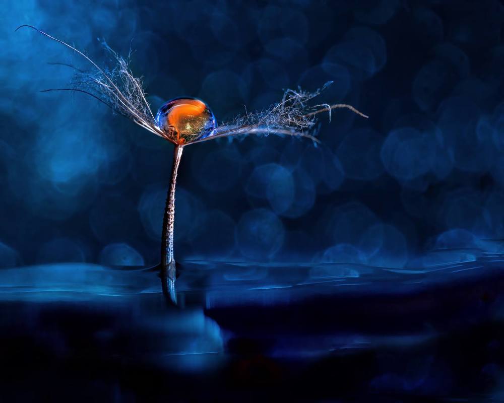 Photograph by Галина Суровицкая