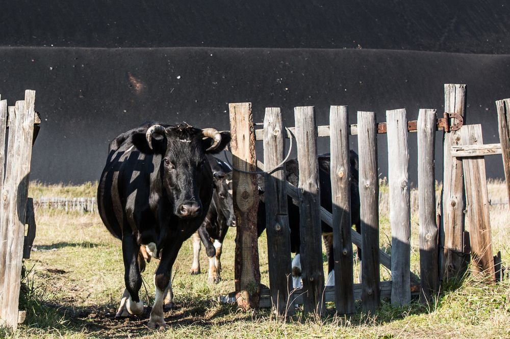 Photograph by Фирдаус Карипова