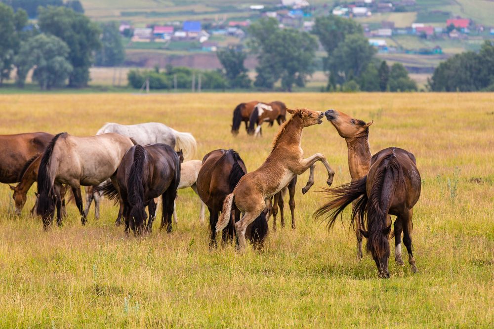 Photograph by Фирдаус Карипова