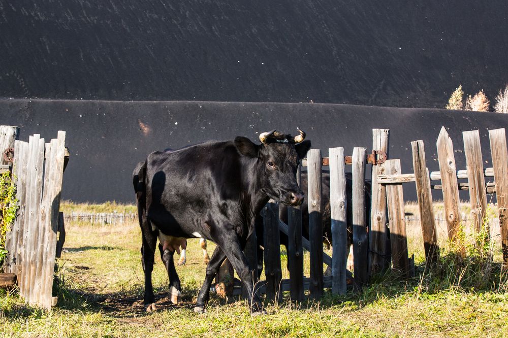 Photograph by Фирдаус Карипова