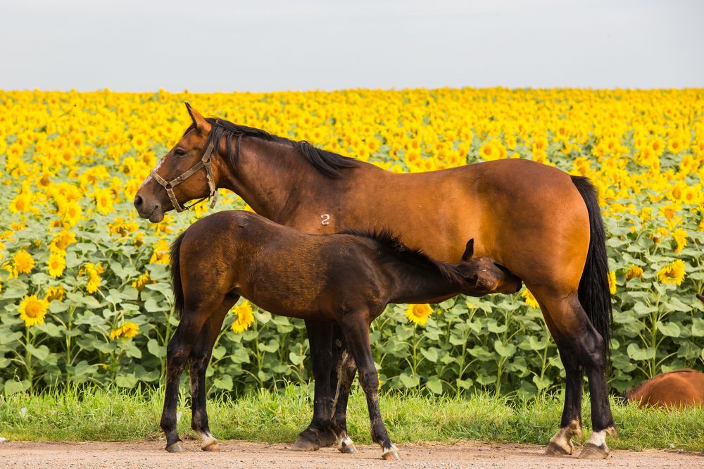 Photograph by Фирдаус Карипова