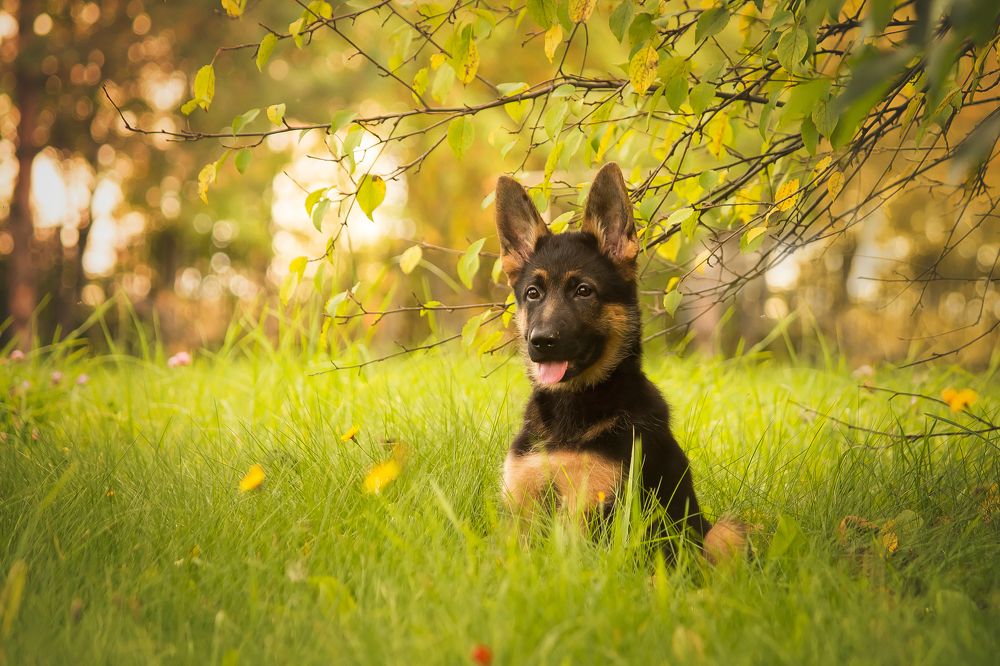 Photograph by Виктория Мамаева