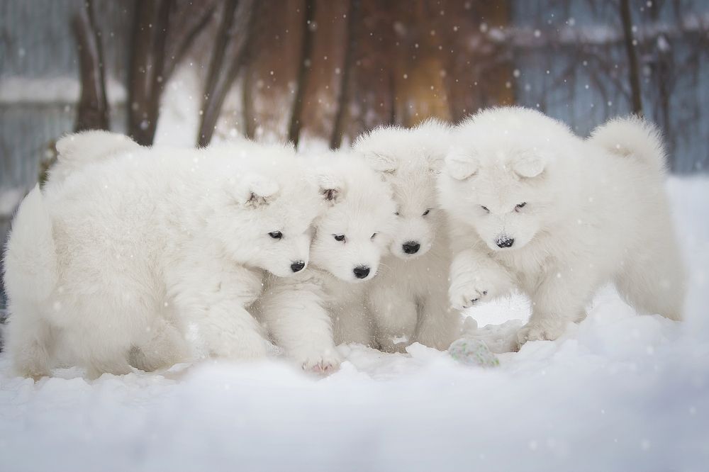 Photograph by Виктория Мамаева