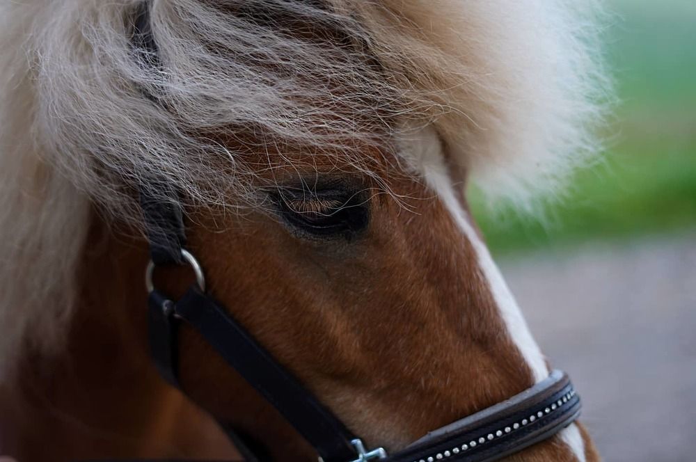 Photograph by Nelli Polle