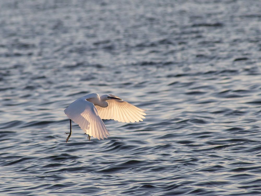 Японский веер