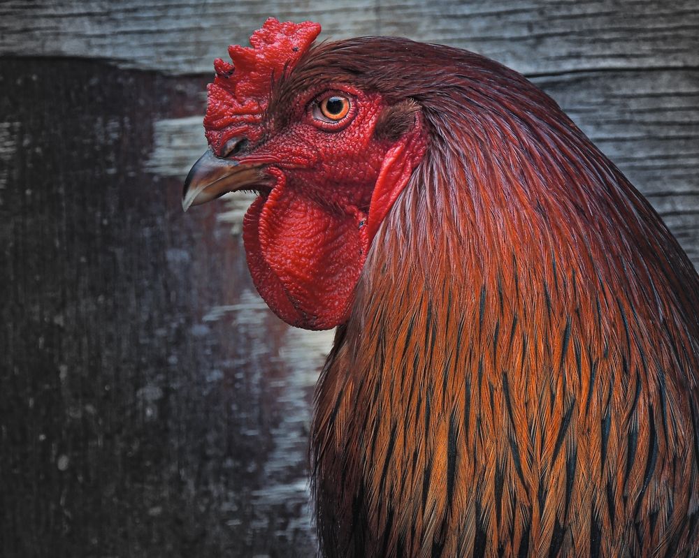 Photograph by Галина Суровицкая