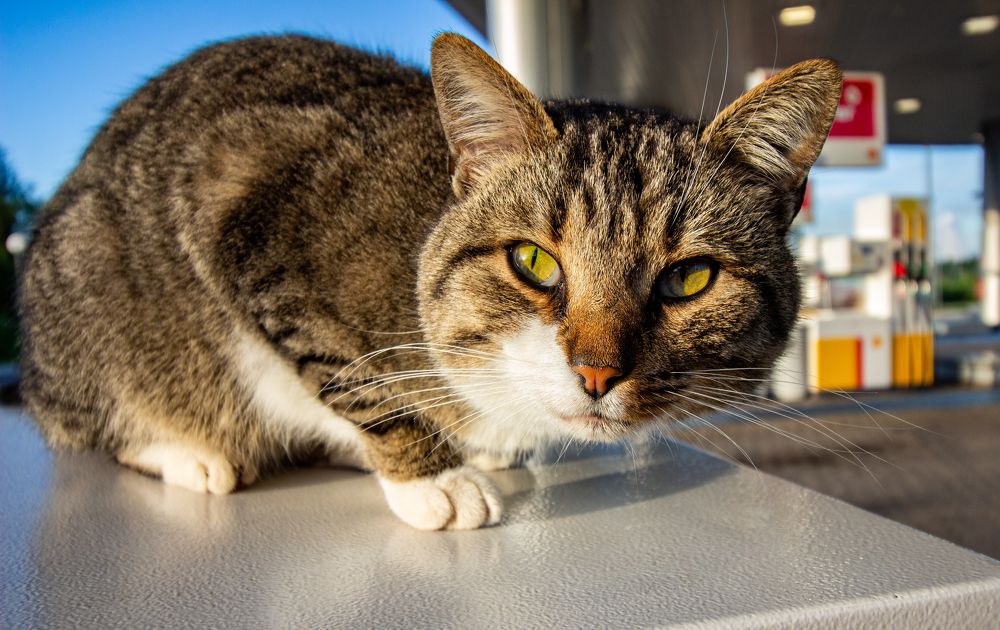 Photograph by Viktor Lazarev