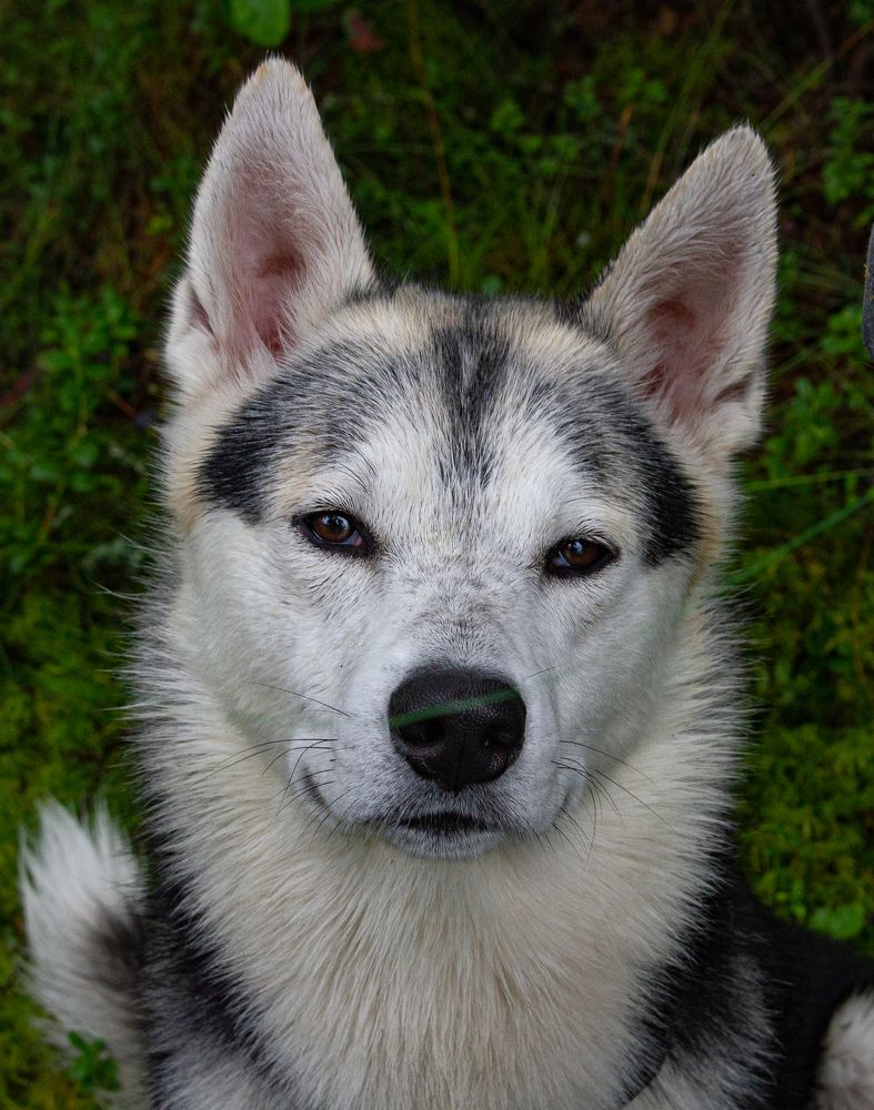 Photograph by Viktor Lazarev