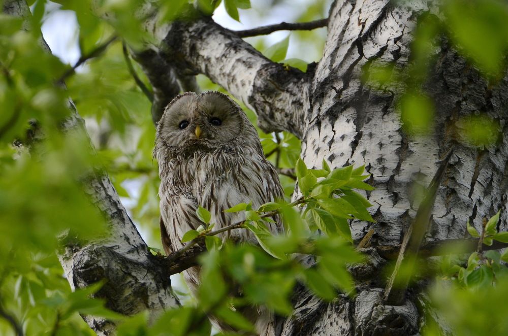 Photograph by Anna Kichapina