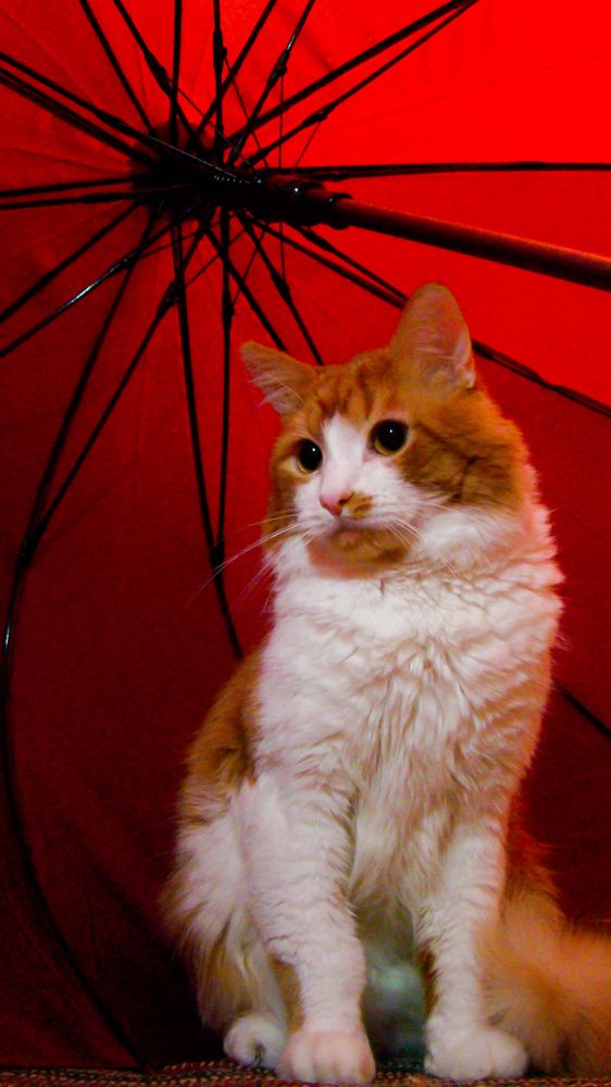 Фотография автора Мария Конкордия
