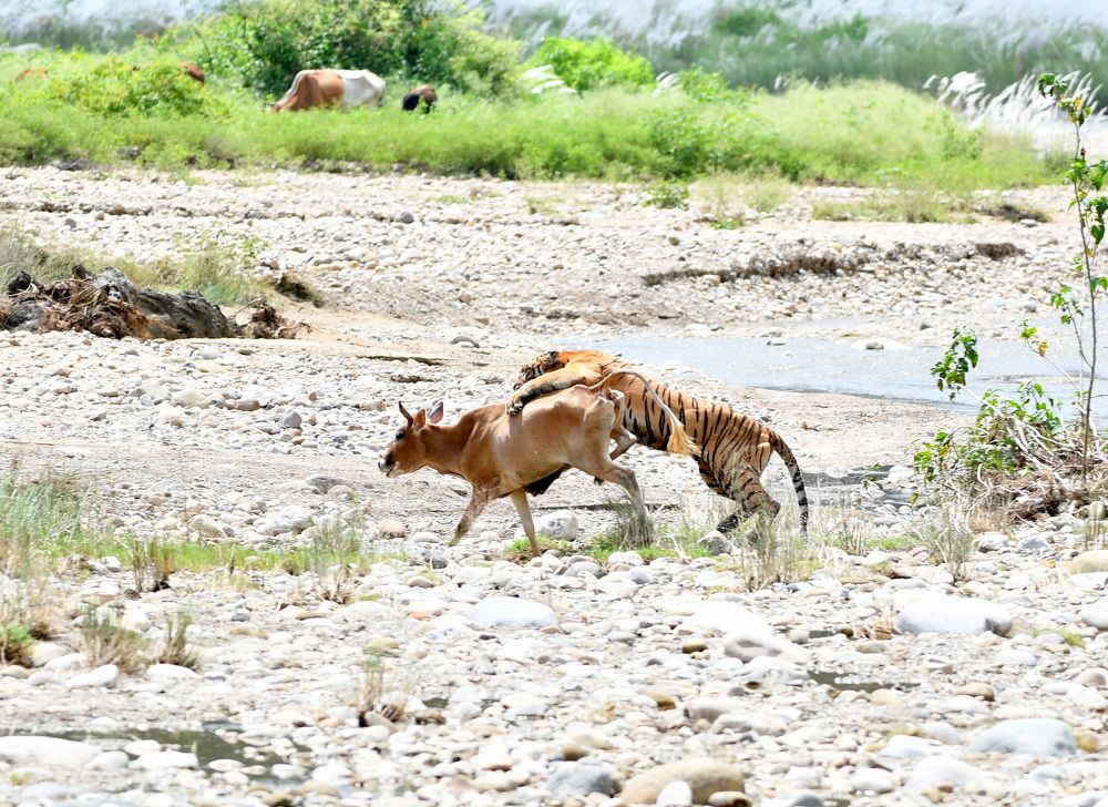 Photograph by Deep Rajwar