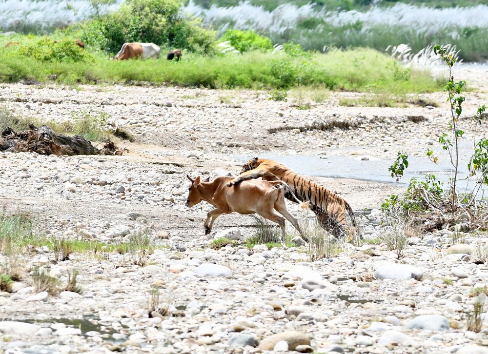 Photograph by Deep Rajwar