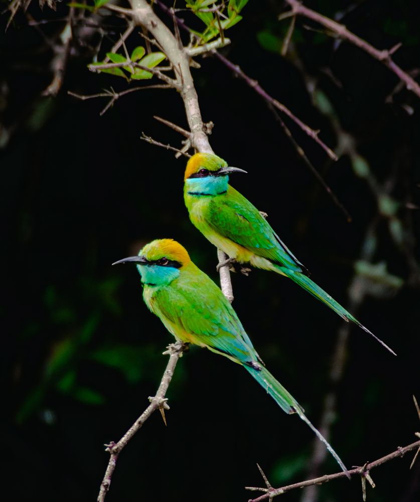 Фотография автора Bhagya Senevirathna
