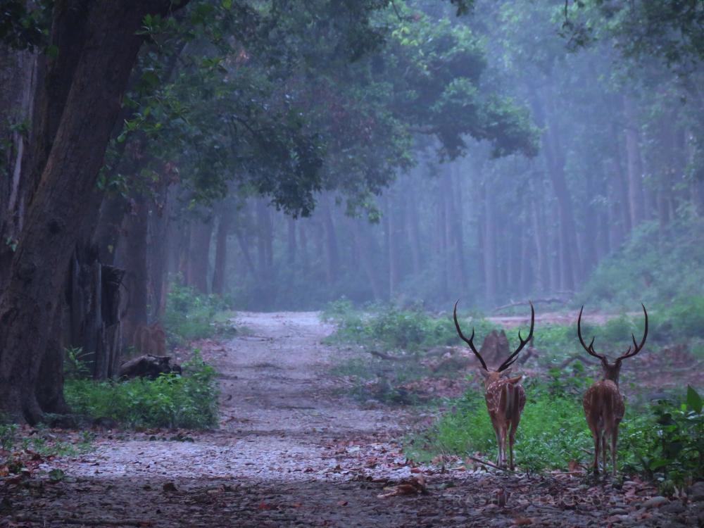 Photograph by Rashi Chakrayat