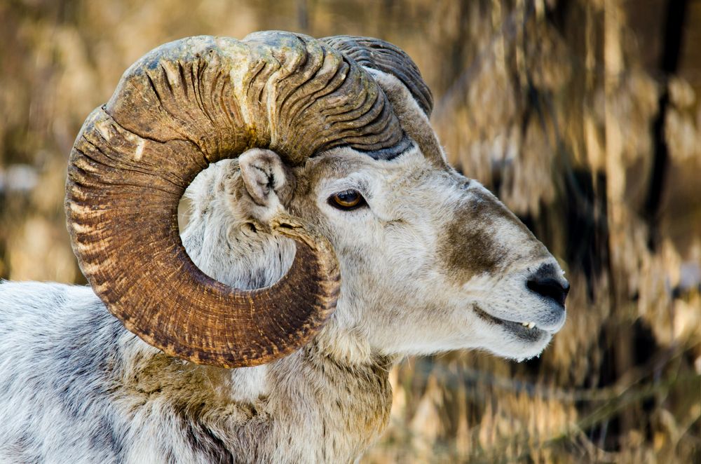 Фотография автора Алексей Парфенов