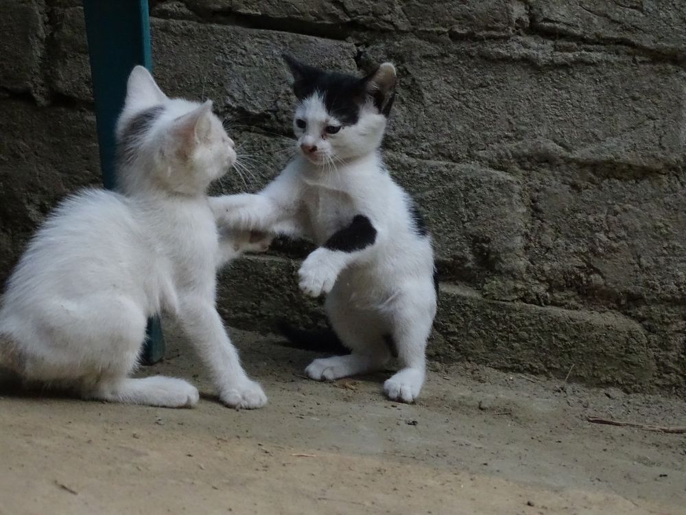 Photograph by Islam Shahidul