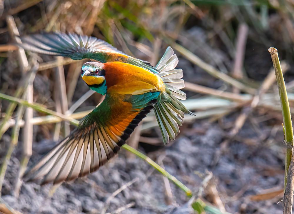 Фотография автора Sajeev Krishnan