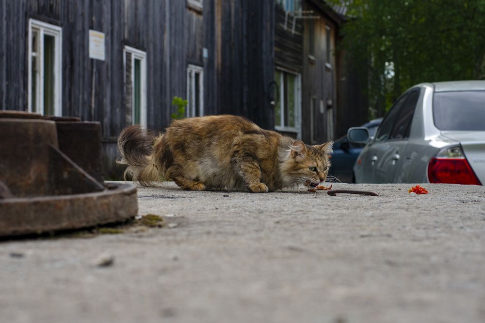 Photograph by Андрей Кобыснян