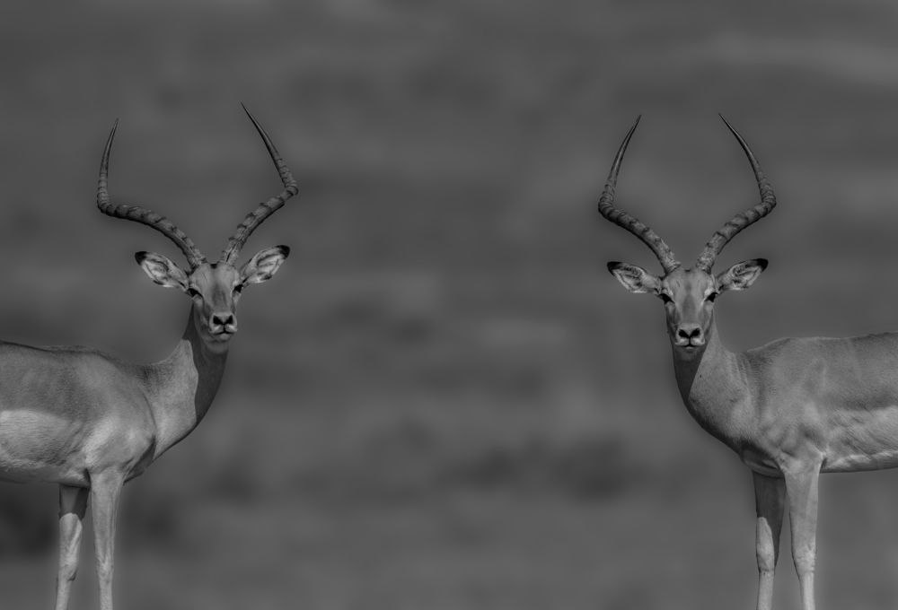 Фотография автора Suresh Kumar Ramachandran