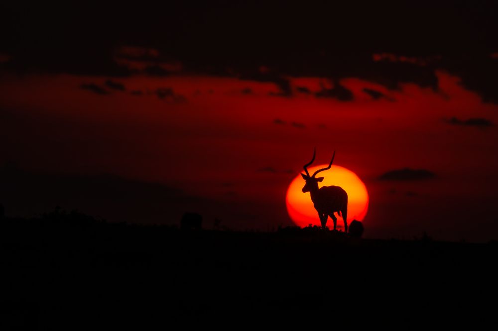 Фотография автора Suresh Kumar Ramachandran