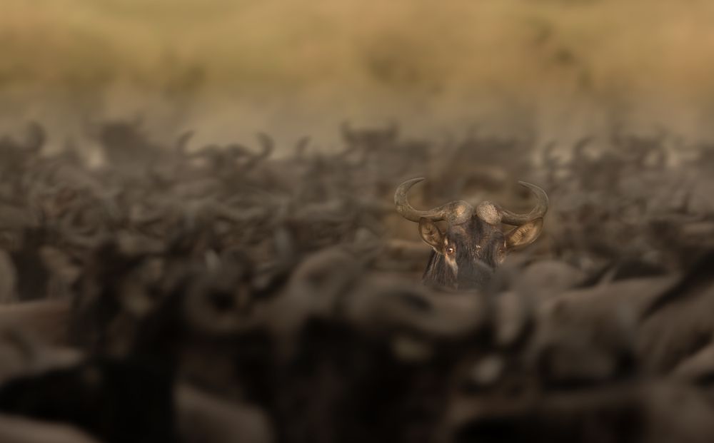 Photograph by Suresh Kumar Ramachandran